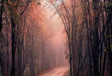 [欧冠]菲利克斯独中两元 马德里竞技主场险胜.